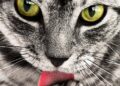 Are Calico Cats Autistic? Are They Always Female