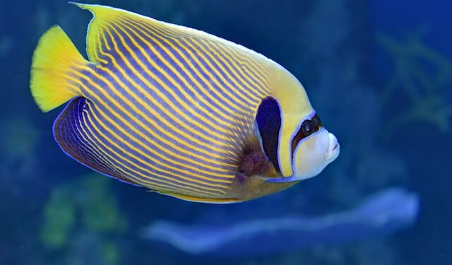 I Think My Fish Has Autism